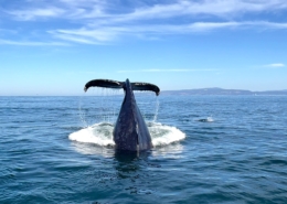 Whale Watching in Monterey Bay